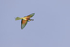 bee-eater