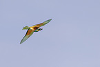 bee-eater