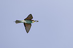 bee-eater
