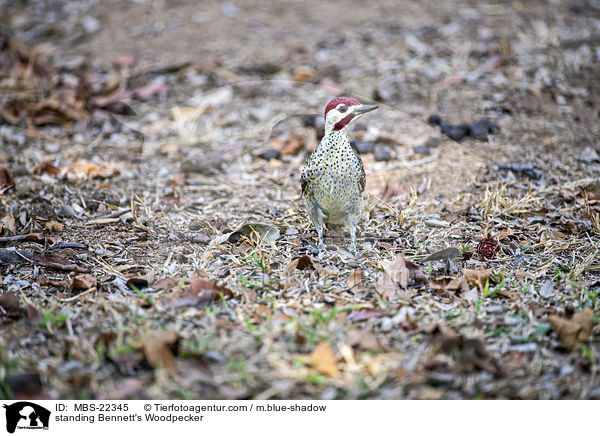 stehender Bennettspecht / standing Bennett's Woodpecker / MBS-22345