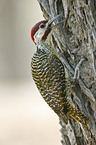 Bennett's woodpecker