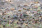 standing Bennett's Woodpeckers