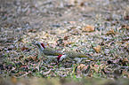 standing Bennett's Woodpeckers