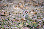 standing Bennett's Woodpecker