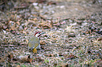 Bennett's Woodpecker