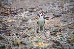 standing Bennett's Woodpecker