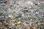 standing Bennett's Woodpecker