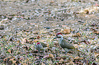 standing Bennett's Woodpeckers