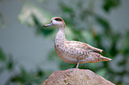 Madagascar teal