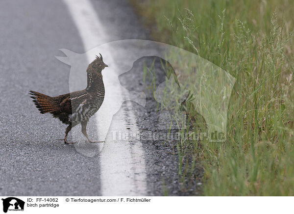 Kragenhuhn / birch partridge / FF-14062