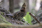 birch partridge