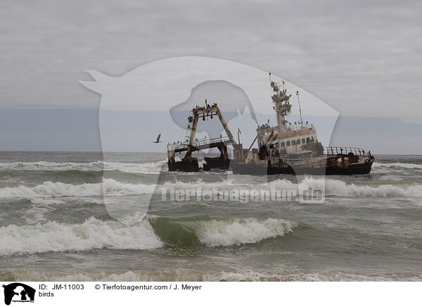Vgel / birds / JM-11003