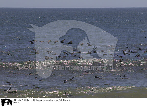 Vgel / birds / JM-11007
