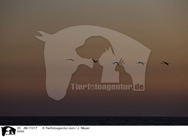 Vgel / birds / JM-11017