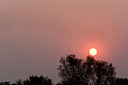 birds