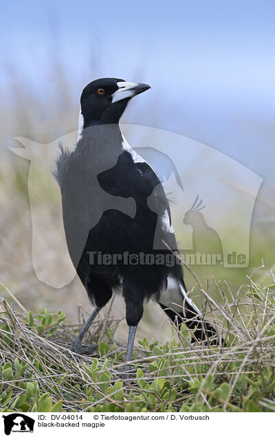 Fltenvogel / black-backed magpie / DV-04014