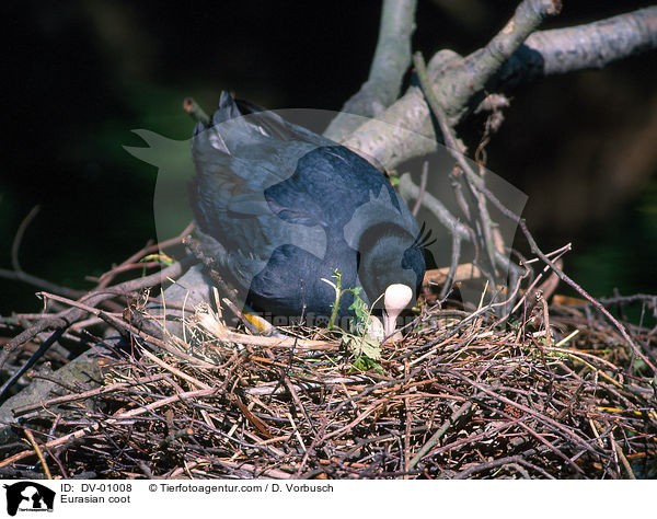 Blsshuhn / Eurasian coot / DV-01008