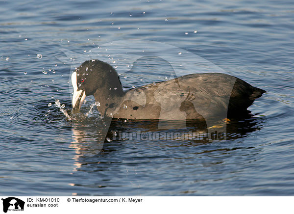 Blsshuhn / eurasian coot / KM-01010