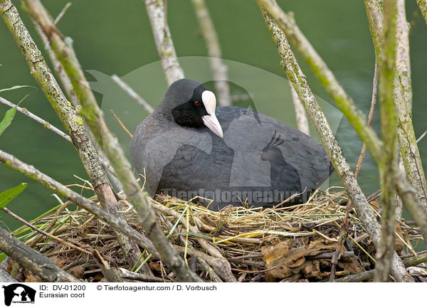 Blsshuhn / Eurasian coot / DV-01200