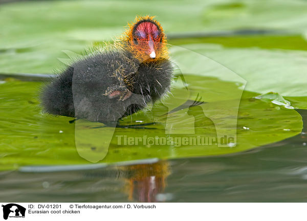 Blsshuhn Kken / Eurasian coot chicken / DV-01201