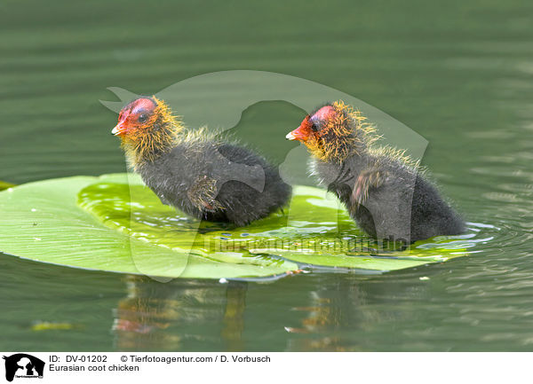 Blsshuhn Kken / Eurasian coot chicken / DV-01202