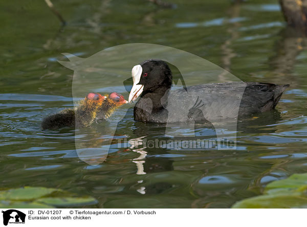 Blsshuhn mit Kken / Eurasian coot with chicken / DV-01207