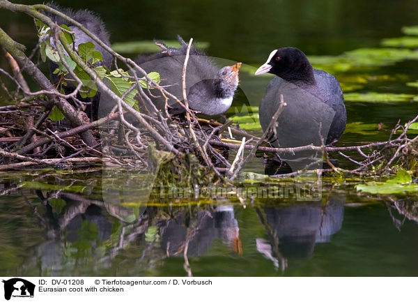 Blsshuhn mit Kken / Eurasian coot with chicken / DV-01208