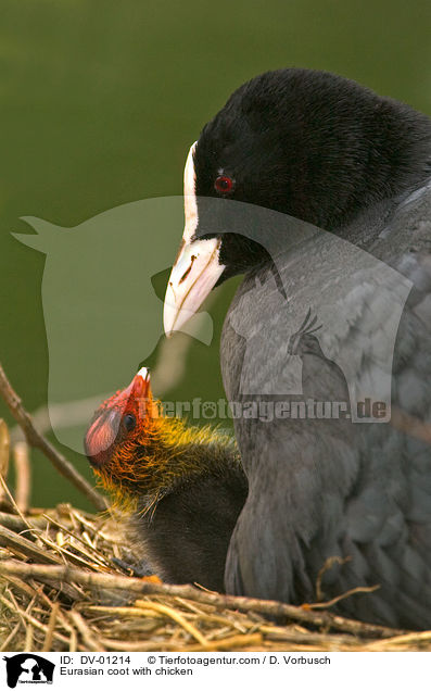 Blsshuhn mit Kken / Eurasian coot with chicken / DV-01214