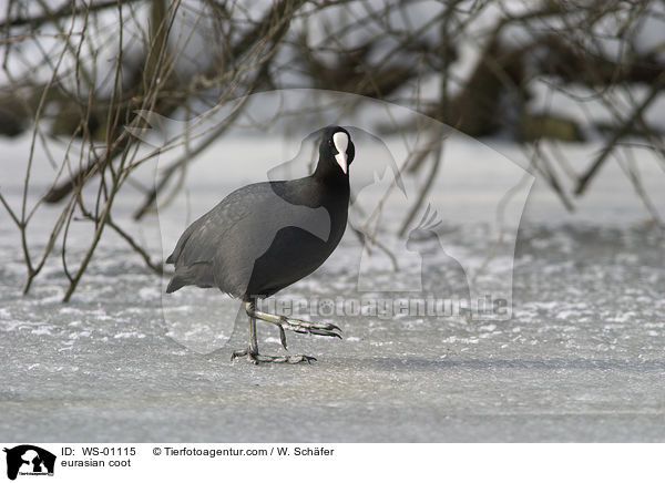 eurasian coot / WS-01115