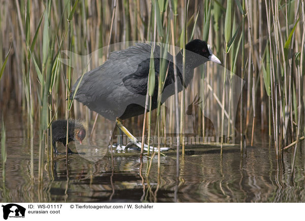 Blsshuhn / eurasian coot / WS-01117