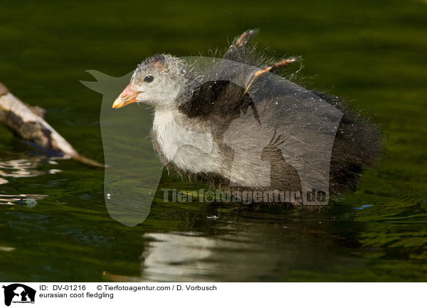 Blsshuhn Kken / eurasian coot fledgling / DV-01216