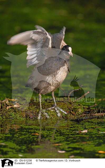 Blsshuhn / Eurasian Coot / DV-01236