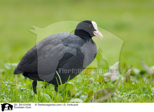 Blsshuhn / Eurasian Coot / DV-01636