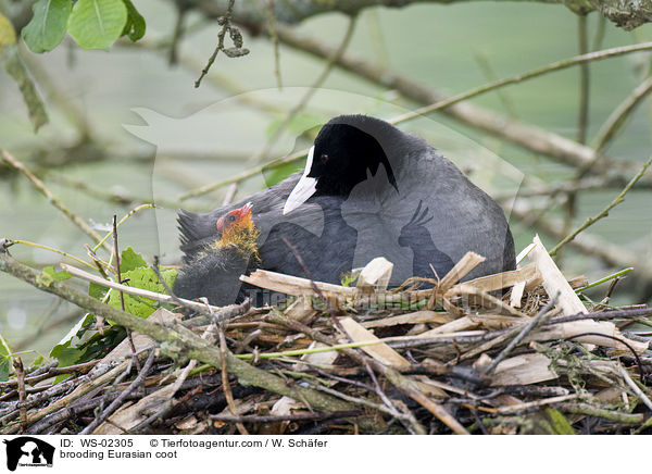 Blsshuhn bei der Brutpflege / brooding Eurasian coot / WS-02305