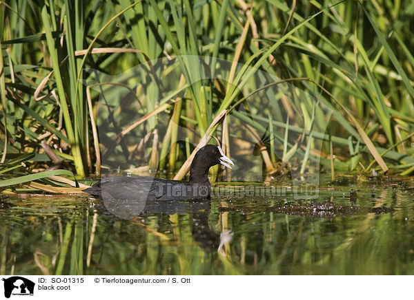 Blsshuhn / black coot / SO-01315