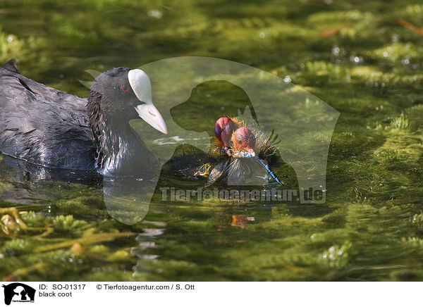 Blsshuhn / black coot / SO-01317