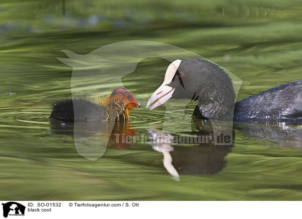 Blsshuhn / black coot / SO-01532