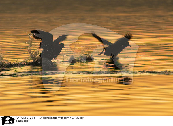 Blsshuhn / black coot / CM-01271