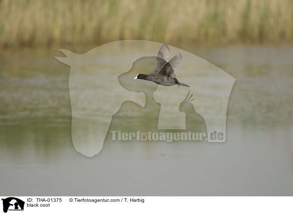 Blsshuhn / black coot / THA-01375