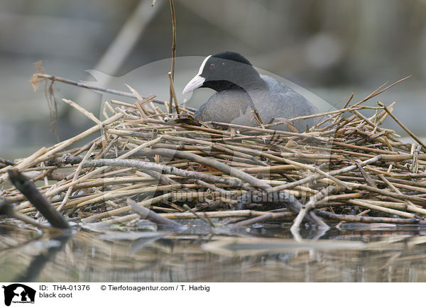 Blsshuhn / black coot / THA-01376