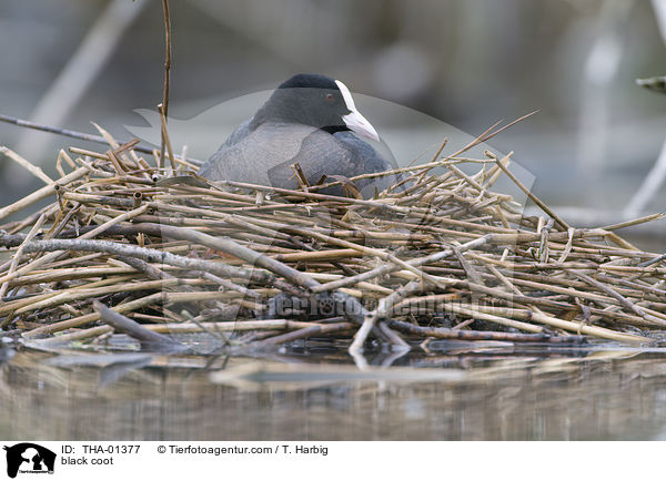 Blsshuhn / black coot / THA-01377