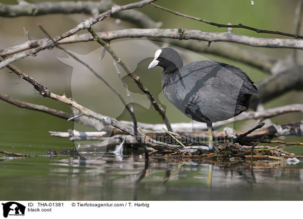 Blsshuhn / black coot / THA-01381