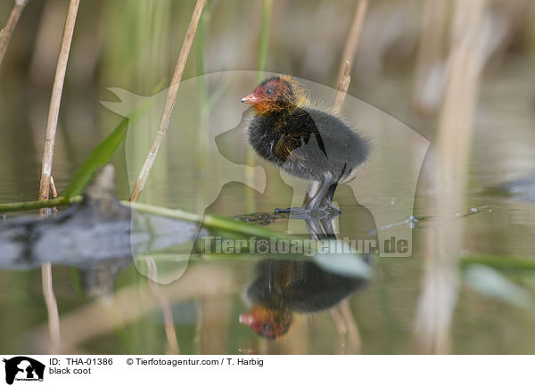 Blsshuhn / black coot / THA-01386