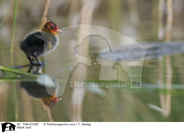 Blsshuhn / black coot / THA-01387