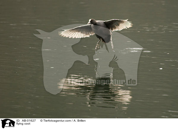 fliegendes Blsshuhn / flying coot / AB-01627