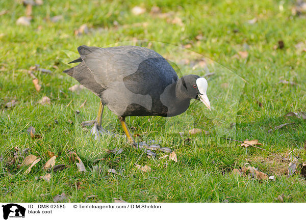 Blsshuhn / black coot / DMS-02585