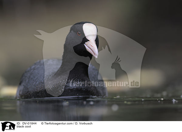 Blsshuhn / black coot / DV-01844
