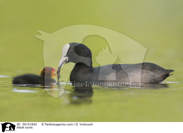 Blsshhner / black coots / DV-01845