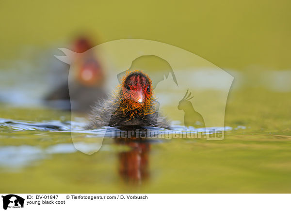 junges Blsshuhn / young black coot / DV-01847