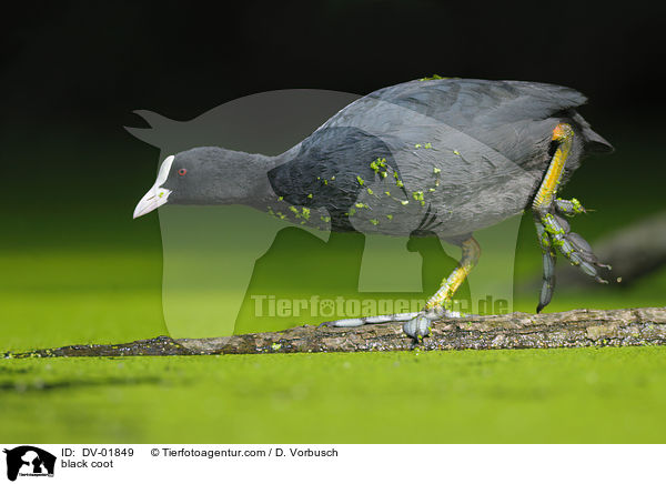 Blsshuhn / black coot / DV-01849